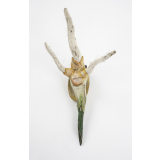 Embryon du grain de blé germé