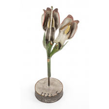 Fleur de consoude