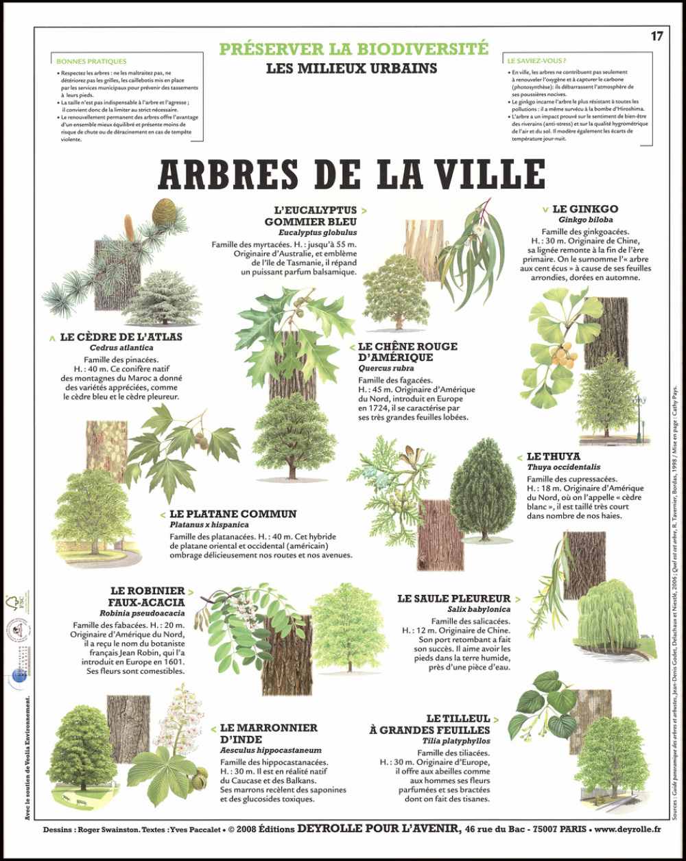 Planche murale. Arbres de la ville.