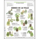 Planche murale. Arbres de la ville.