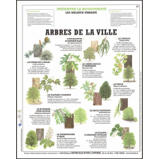 Planche murale. Arbres de la ville.