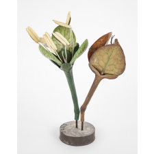 Fleur de rumex. Graine de rumex