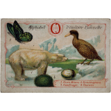 Alphabet d'histoire naturelle - Lettre O