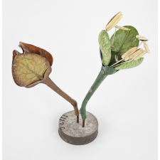 Fleur de rumex. Graine de rumex