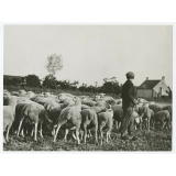 Jeune berger et son troupeau de moutons. 