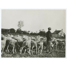 Jeune berger et son troupeau de moutons. 