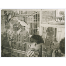 Enfants dans une oisellerie.