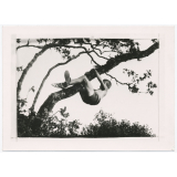 Grimpe dans un arbre. 