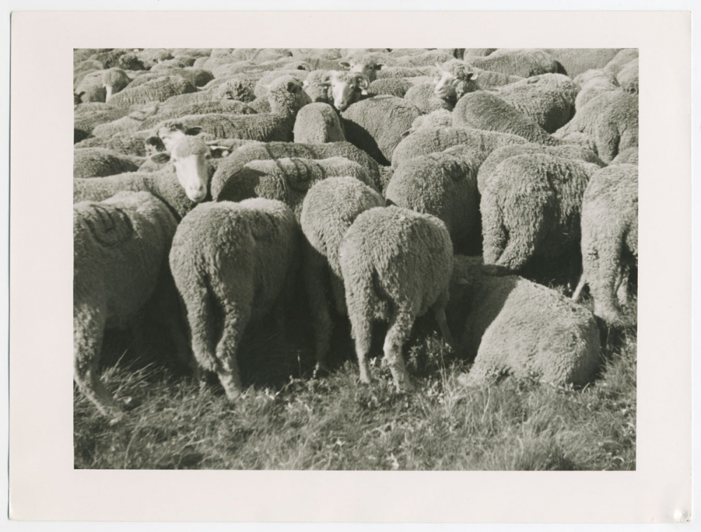 Moutons. 