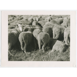 Moutons. 