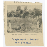 Une leçon de labour à la charrue à l'école rurale (La Dépêche Coloniale, 5 juin 1937).
