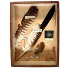 Les Plumes.
