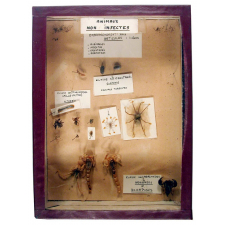 Animaux non insectes : myriapodes - crustacés terrestres - arachnides et scorpions.
