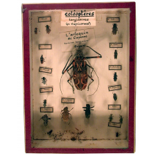Série de coléoptères longicornes (ou capricornes).