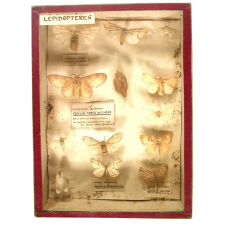 Série de lépidoptères.