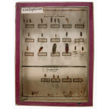 Série de coléoptères - Elatéridés ou Taupins - Lampiridés (vers luisants).