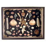 Coquillages - Côte adriatique italienne.