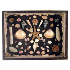 Coquillages - Côte adriatique italienne.