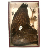 Buse (rapaces).