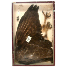 Buse (rapaces).