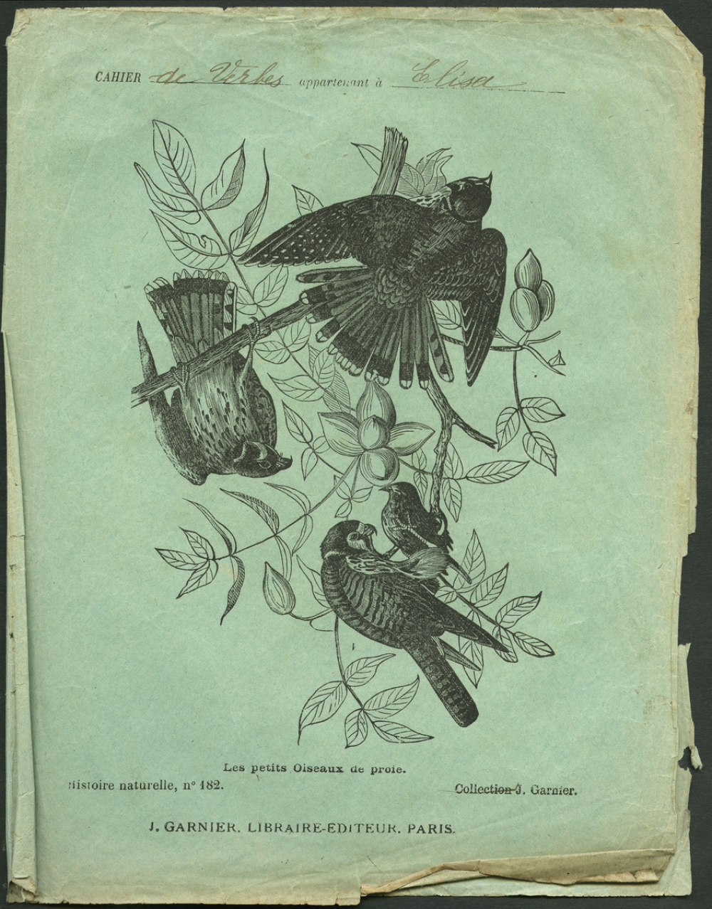 Les petits oiseaux de proie : Histoire naturelle n°182