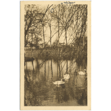 Collège de Juilly (Seine-&-Marne) - Les cygnes sur l'étang.
