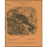 L'ictide noir :  Histoire naturelle n°212