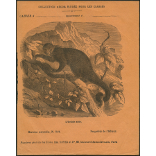 L'ictide noir :  Histoire naturelle n°212