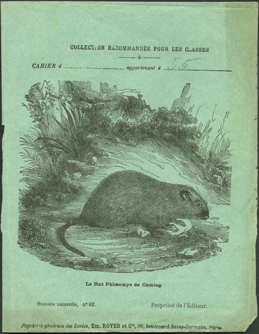 Le rat phlœmys de Cuming : Histoire naturelle n°62