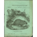 Le rat phlœmys de Cuming : Histoire naturelle n°62