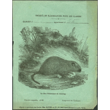 Le rat phlœmys de Cuming : Histoire naturelle n°62