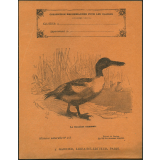 Le souchet commun : Histoire naturelle n°263