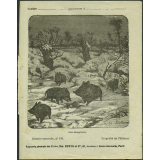 Les sangliers : Histoire naturelle n°198