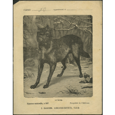 Le loup : Histoire naturelle n°247
