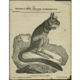 L'hélamys ou lièvre sauteur : Histoire naturelle n°21