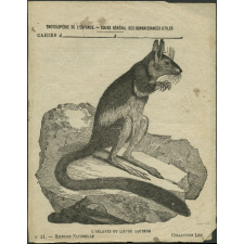 L'hélamys ou lièvre sauteur : Histoire naturelle n°21