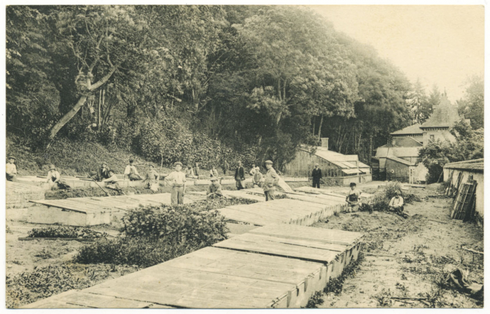 Oeuvre des Pupilles de l'Ecole Publique de Seine-et-Marne - Les Pressoirs-du-Roi - Culture des Primeurs.
