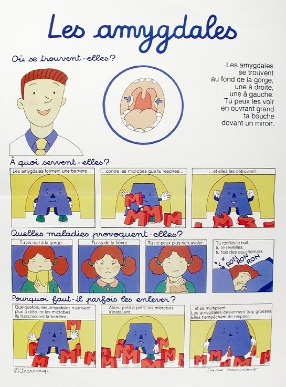 Les amygdales.