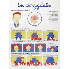 Les amygdales.