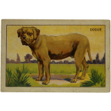 Dogue.