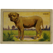 Dogue.