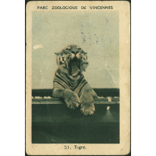 Tigre