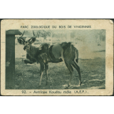 Antilope Koudou mâle