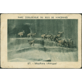 Mouflons