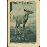 Antilope