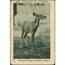 Antilope