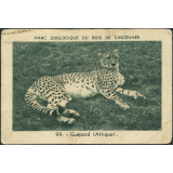 Guépard
