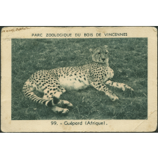 Guépard