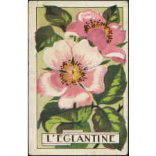 L'églantine