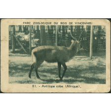 Antilope cobe
